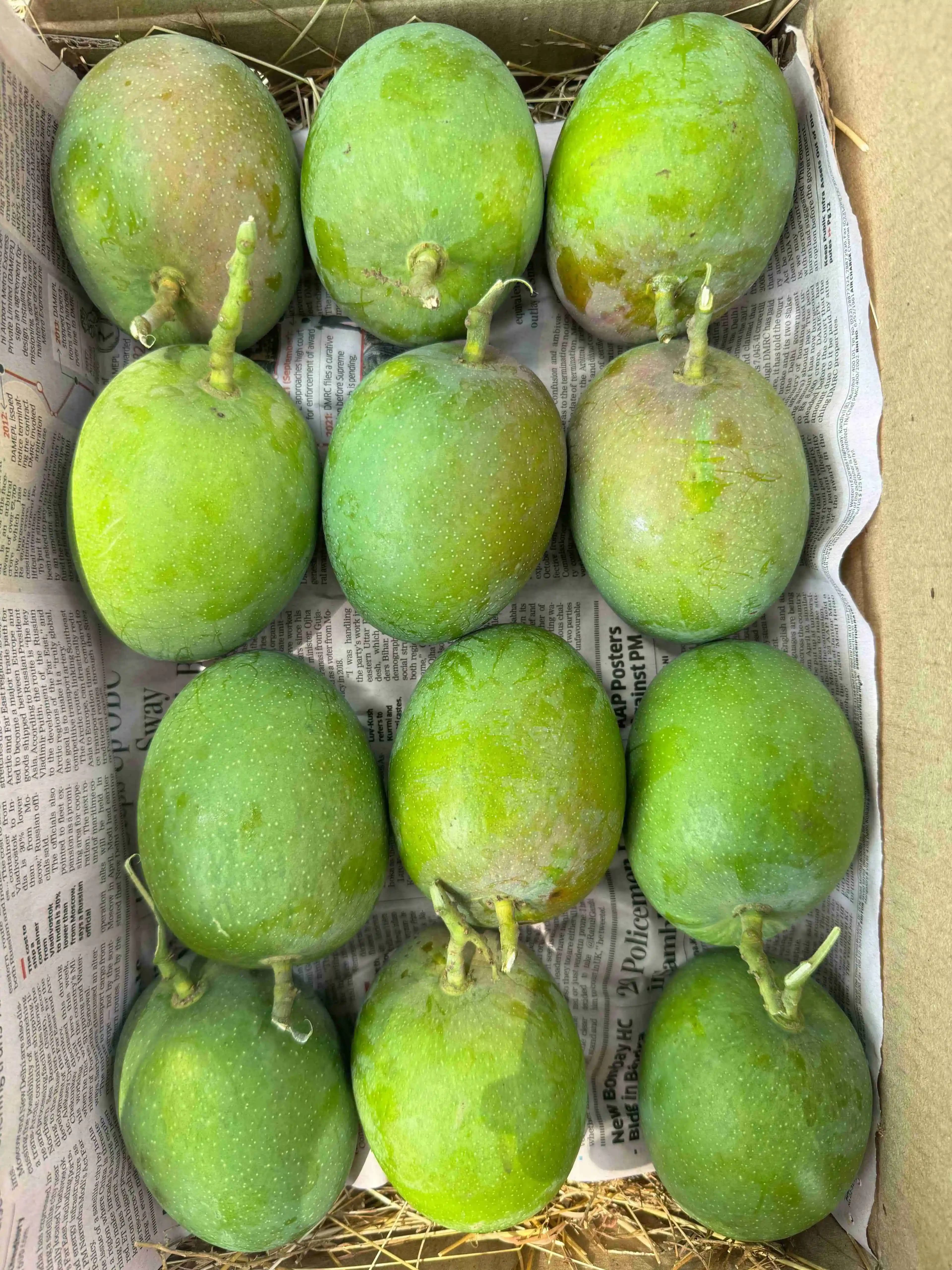 Mango Farm View