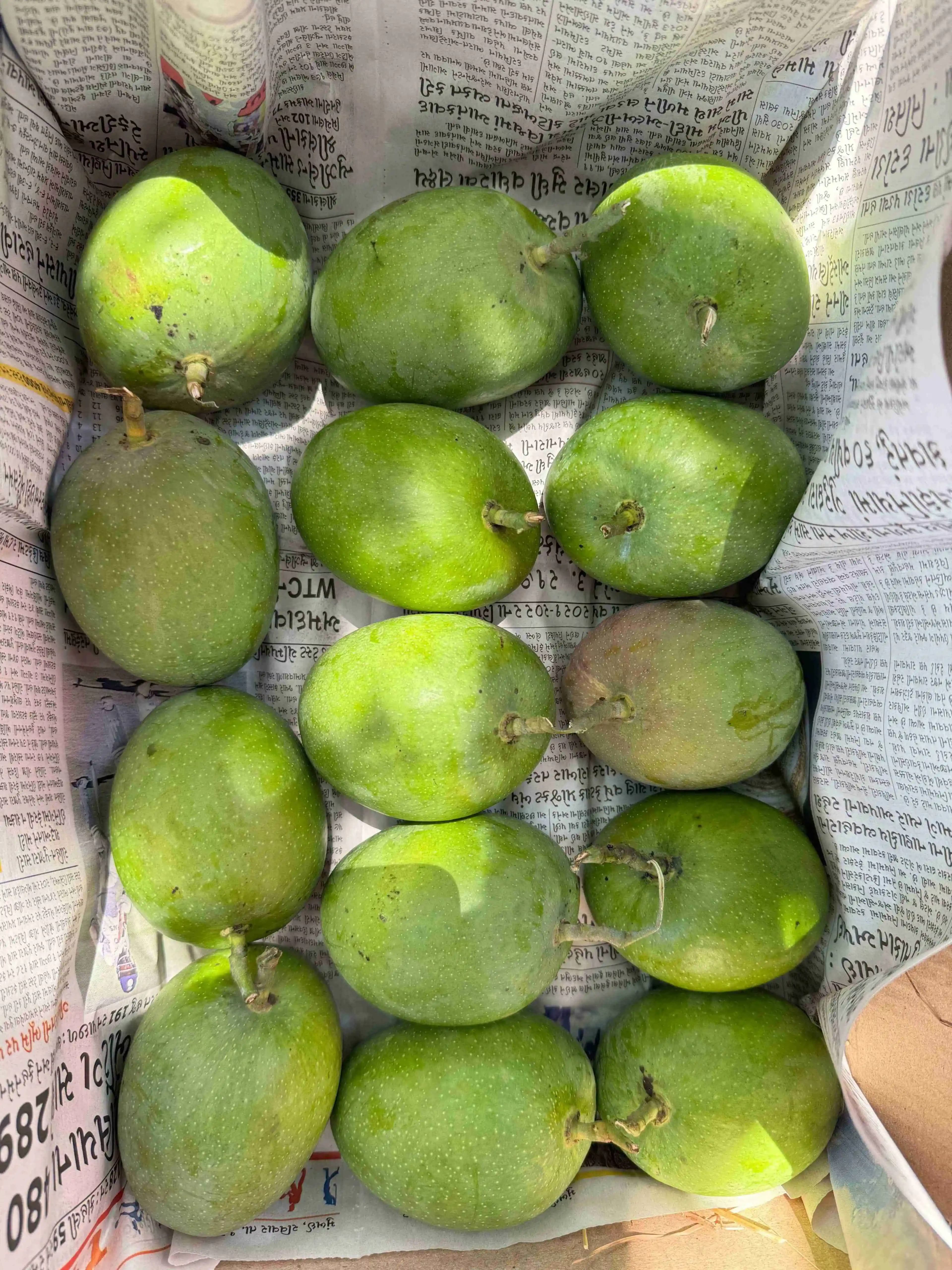 Mango Packing Process