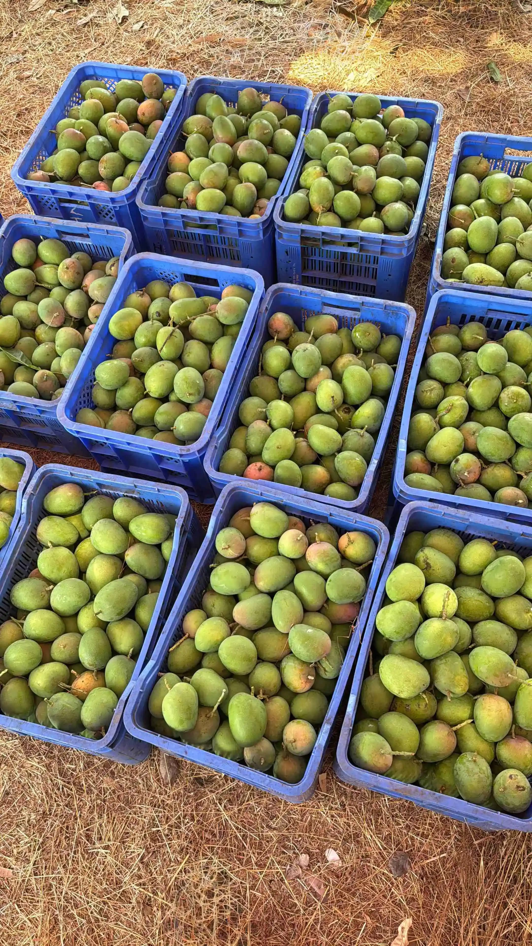 Fresh Mangoes
