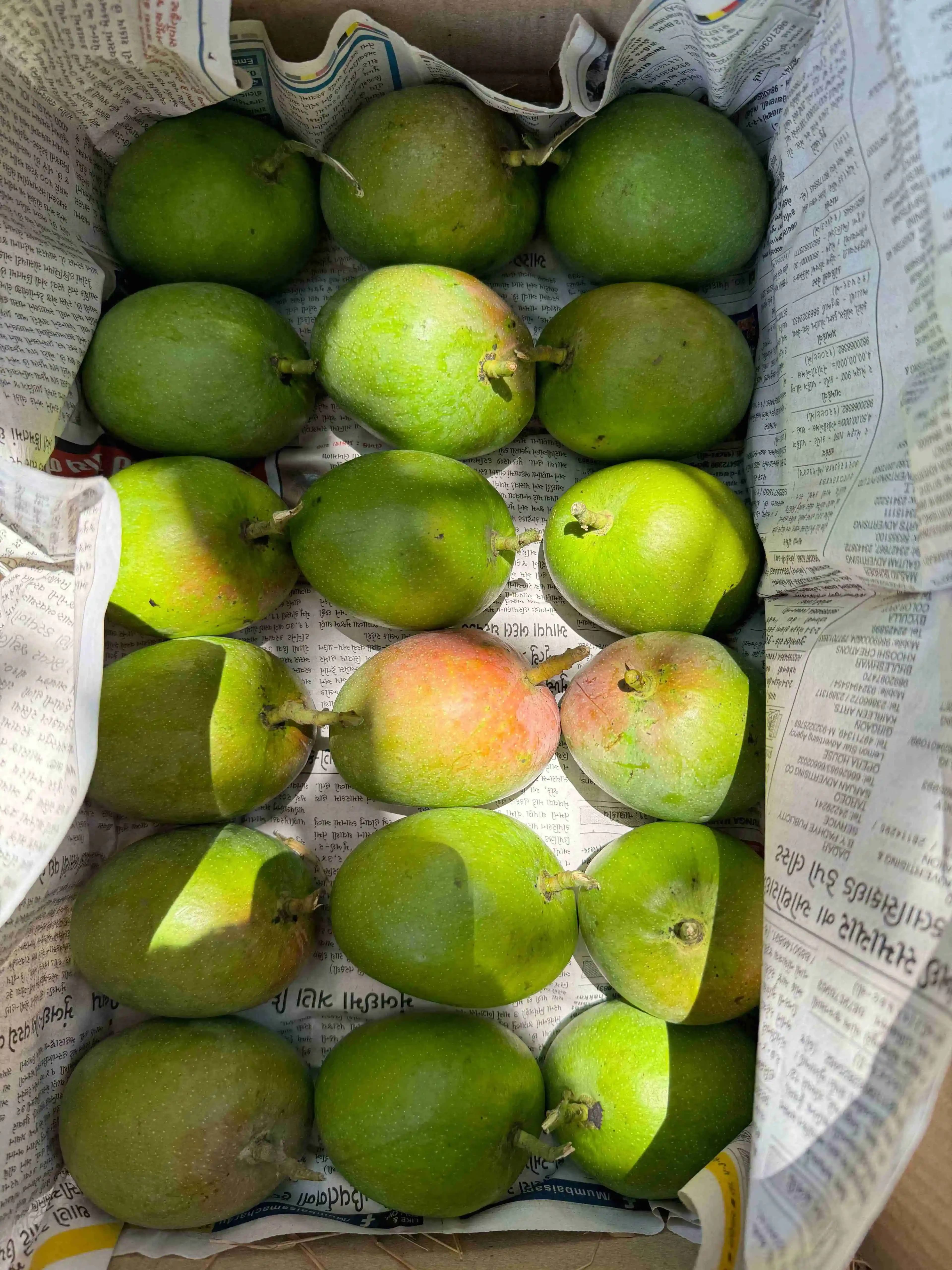 Mango Trees