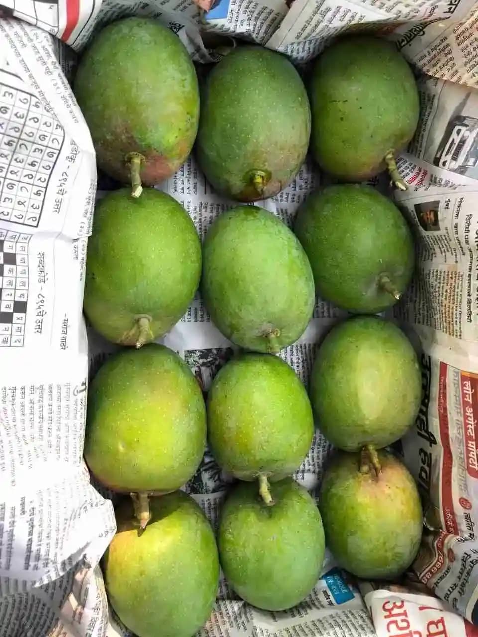 Mango Harvesting