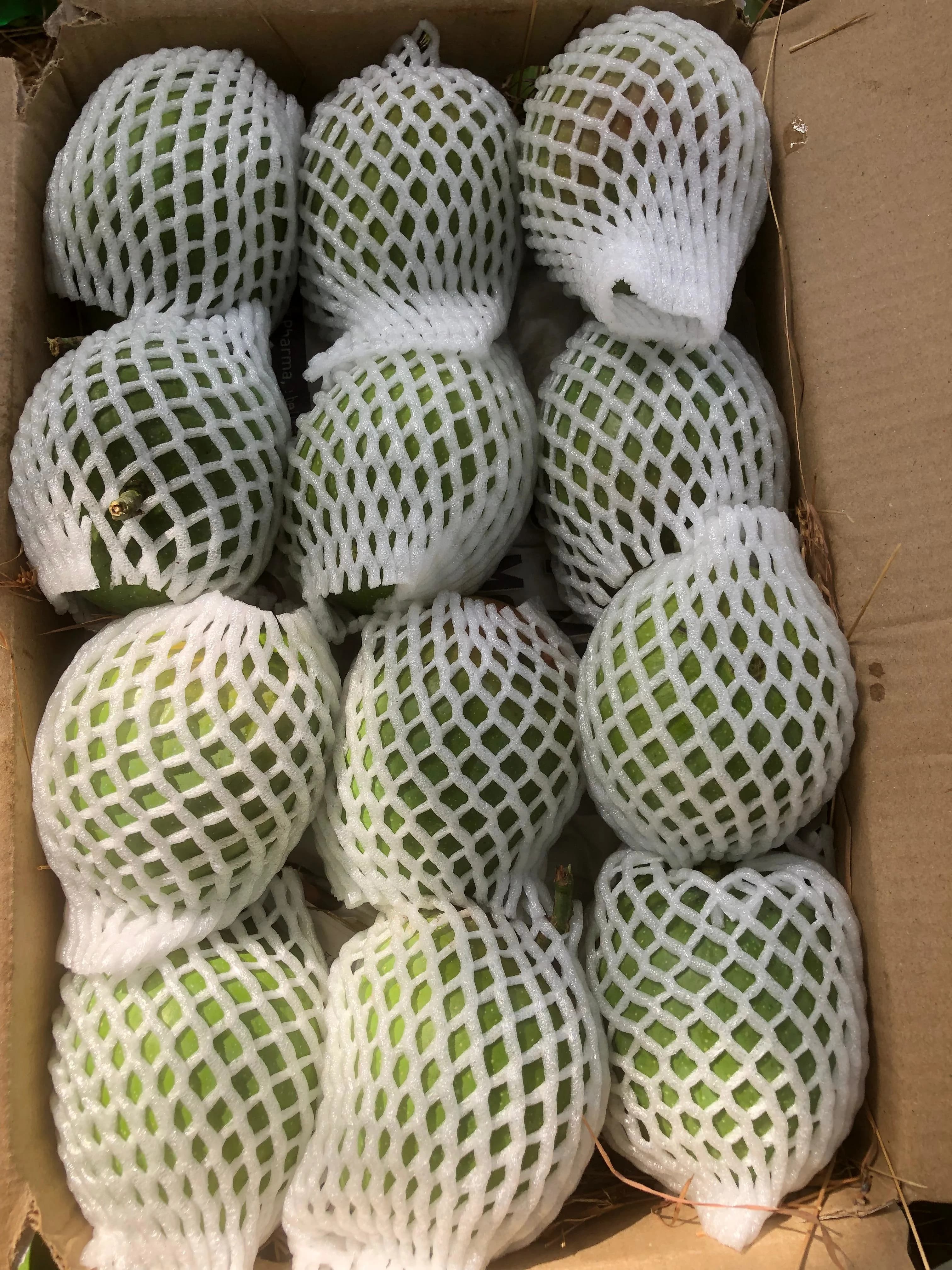 Mango Harvesting